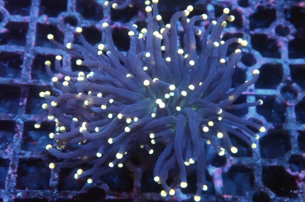 T2 金點綠心黑火柴（開大約2.5吋）