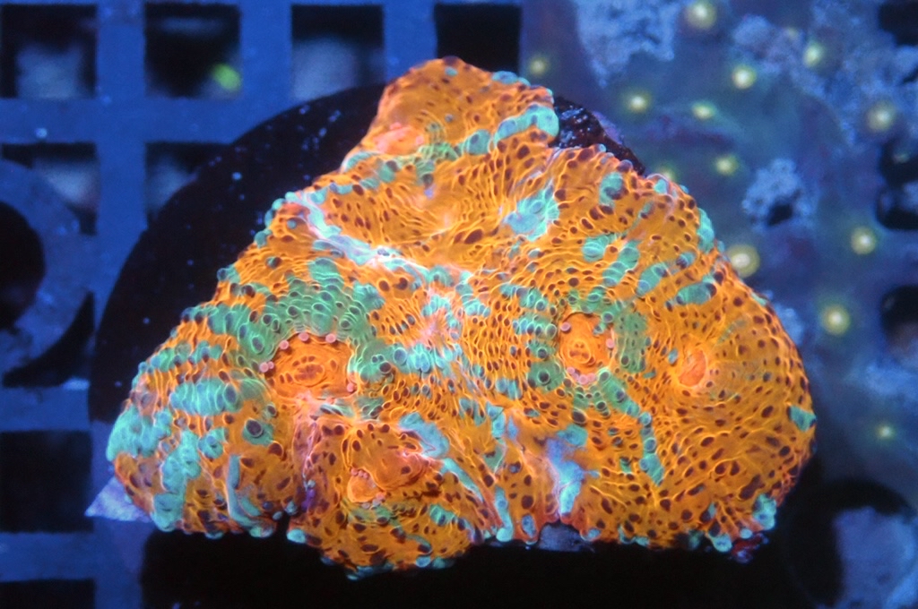 N1（FRAG座3.5CM）