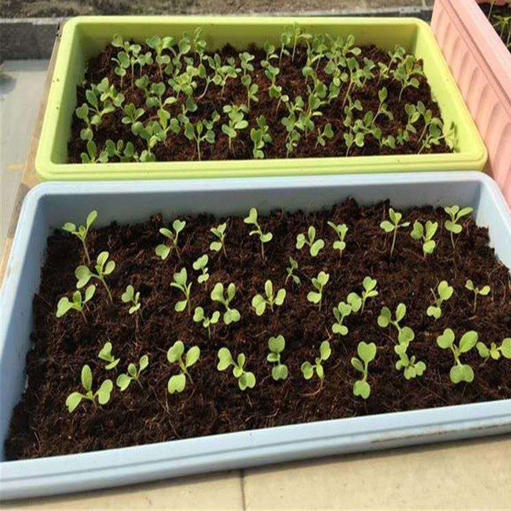 椰磚營養土 有機養花 蔬菜 多肉 壓縮椰粉磚 園藝栽培 椰糠 [平行進口] HK2740