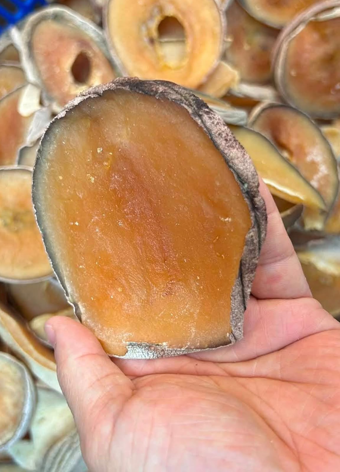 非洲野生大海螺700g