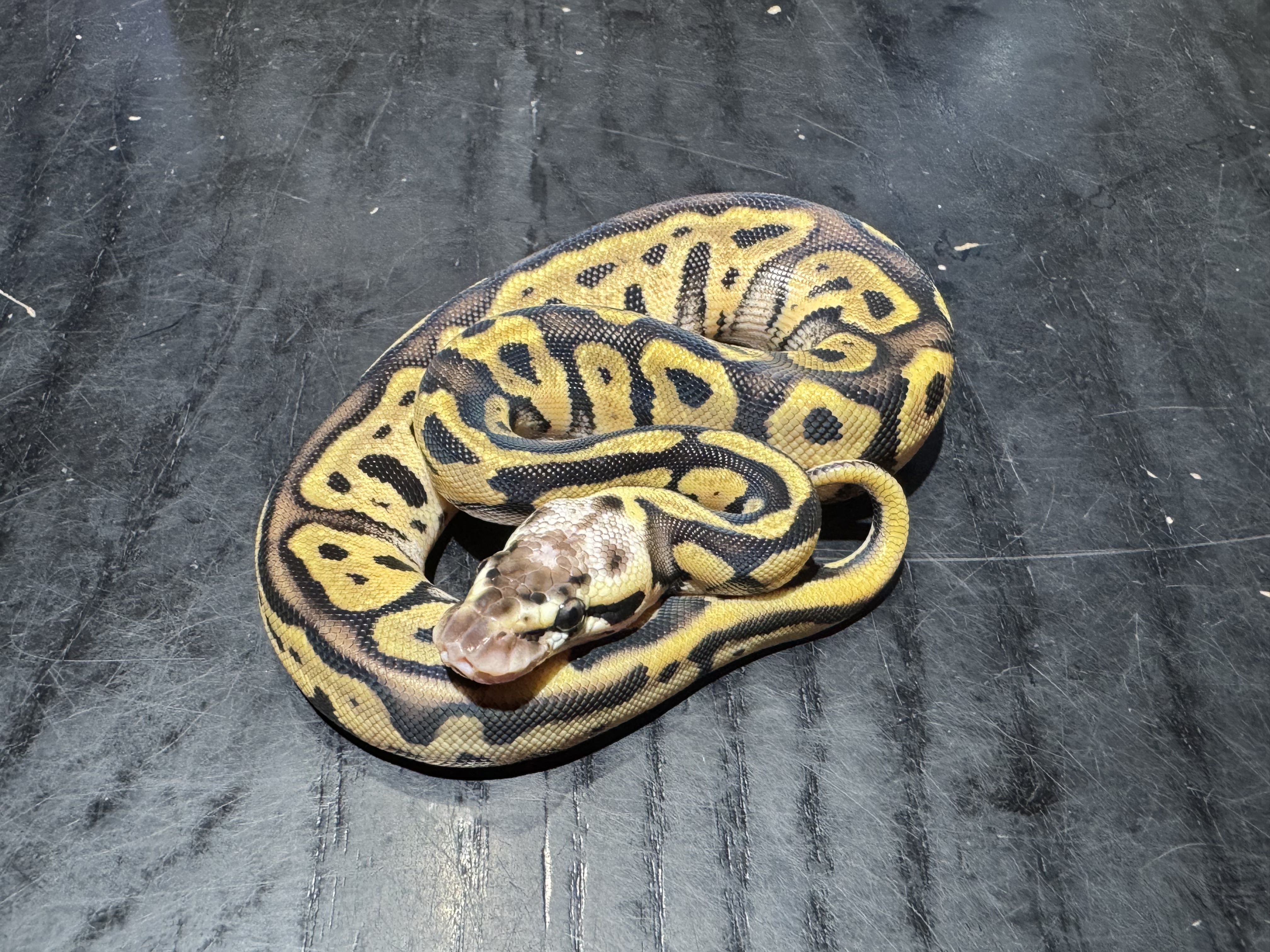 26 Pastel Leopard het Clown 0.1