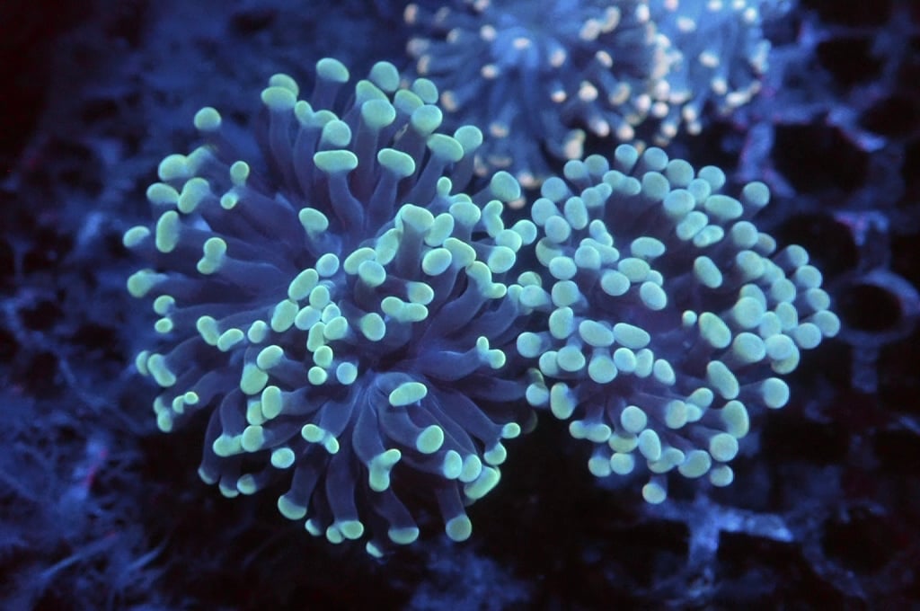 H3 豬腰（開大約2.5吋）