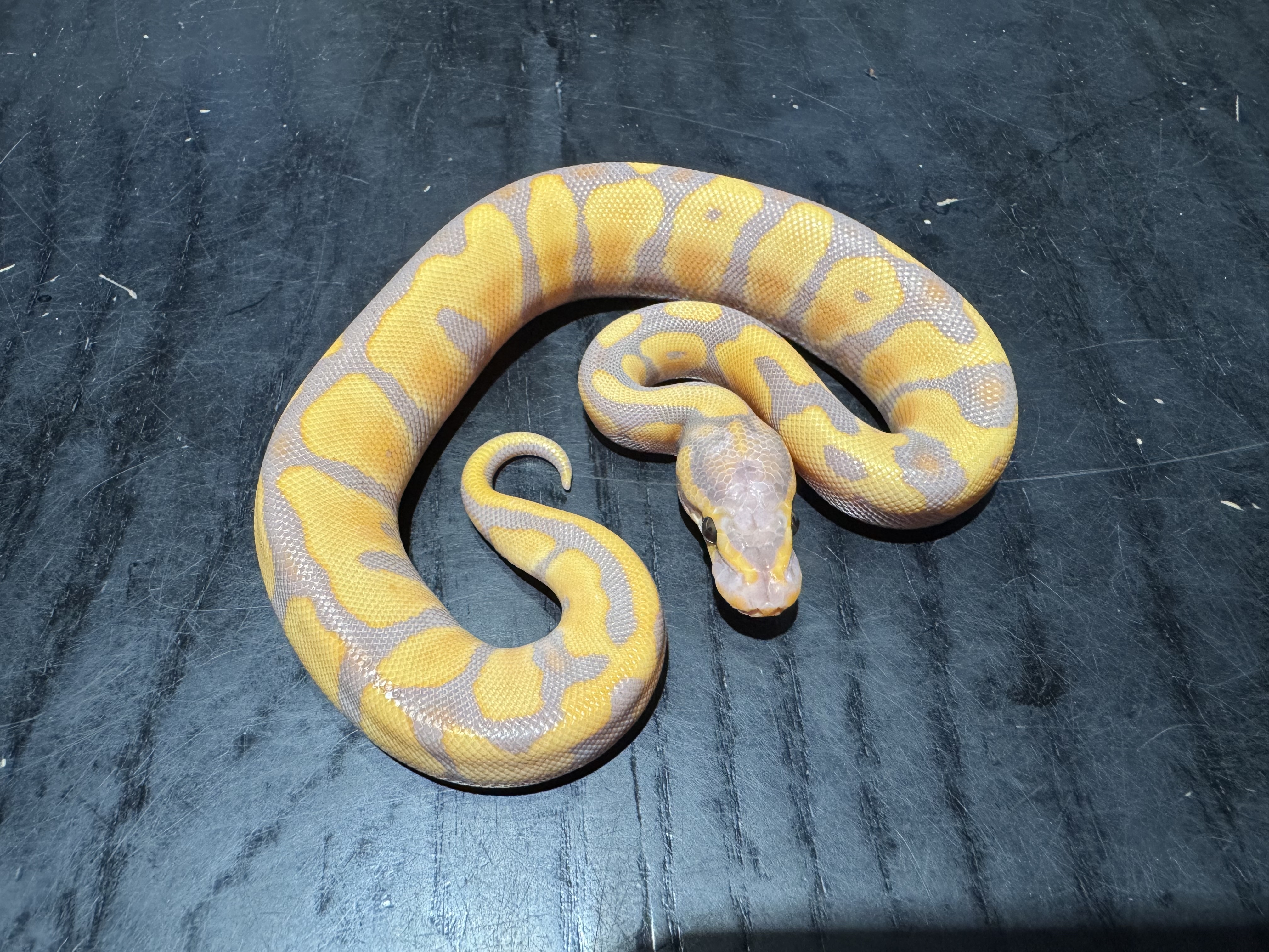 26 Banana het Clown 1.0