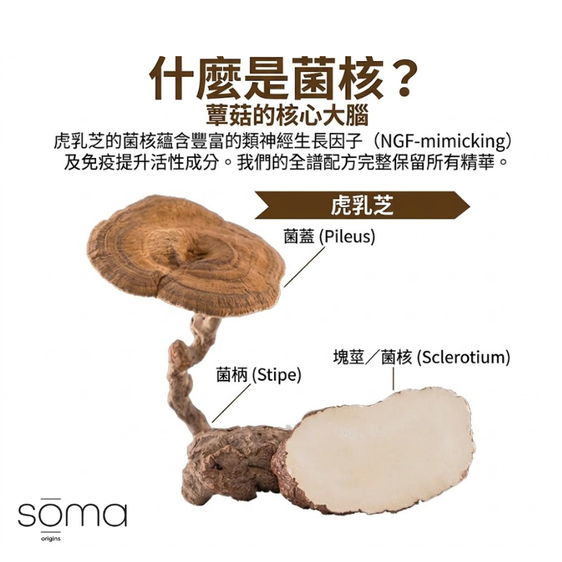 Soma Origins - Tiger Milk Mushroom Extract 虎乳芝 60粒膠囊 (Lignosus Rhinocerus) 
