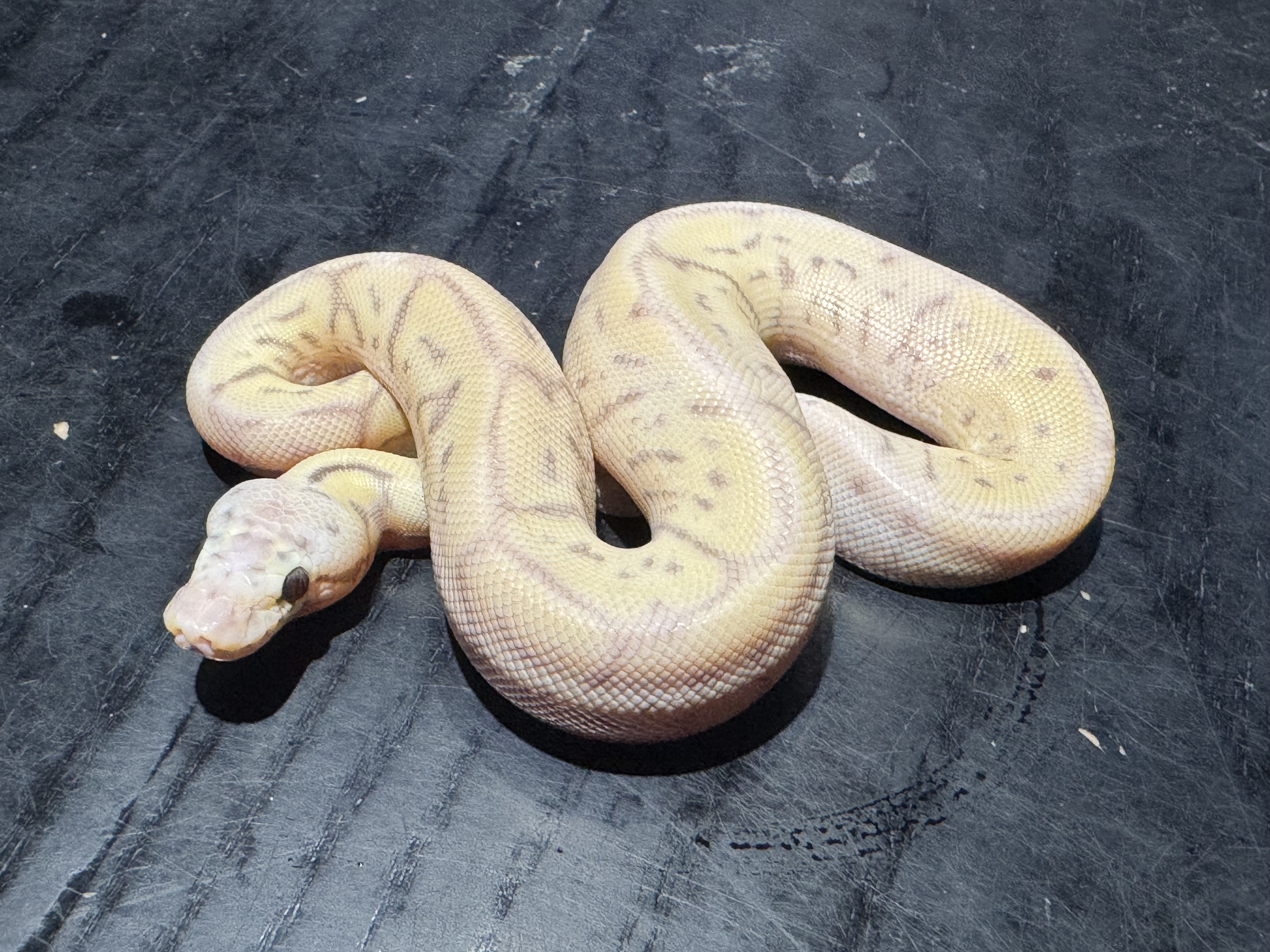 26 Super Pastel Spider Banana 1.0