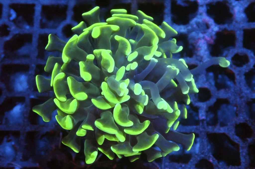 H1 螢光綠豬腰（開大約2.5吋）