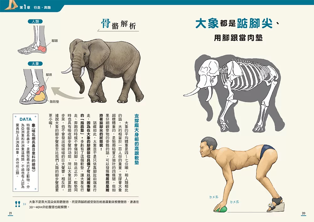 邦聯 動物骨骼驚奇大解密