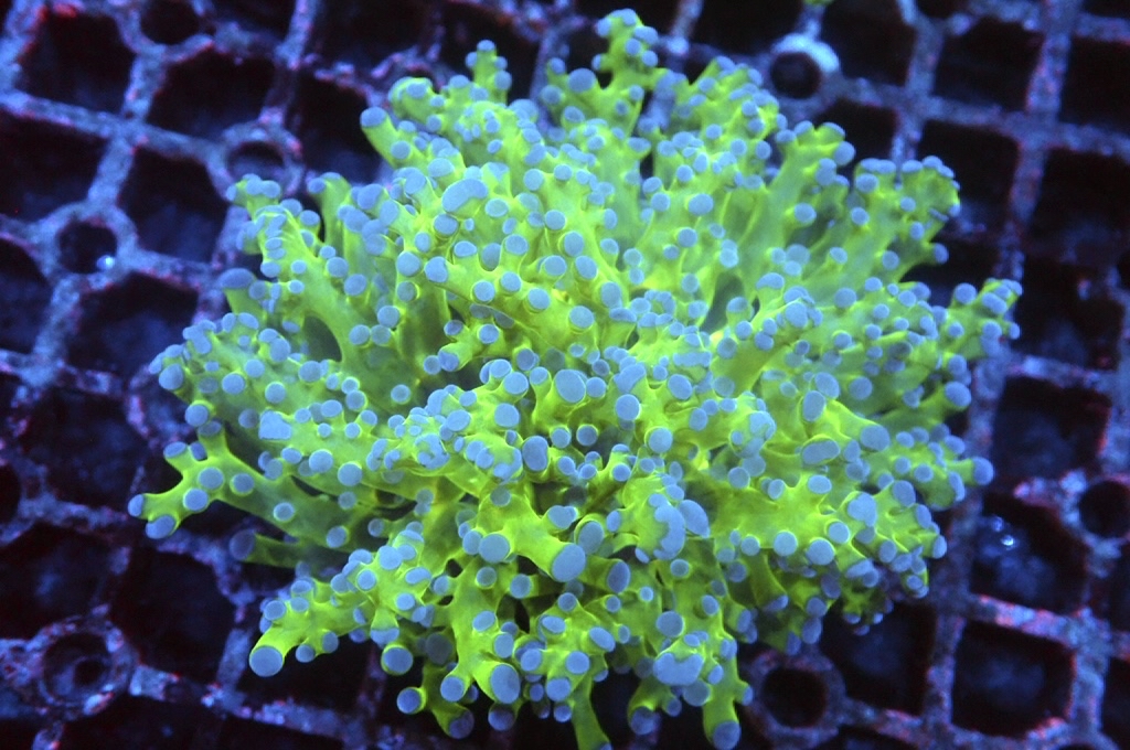 F1 雙色啫喱（大約3吋）