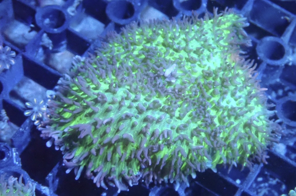 M10 菇  （frag座3.5cm）