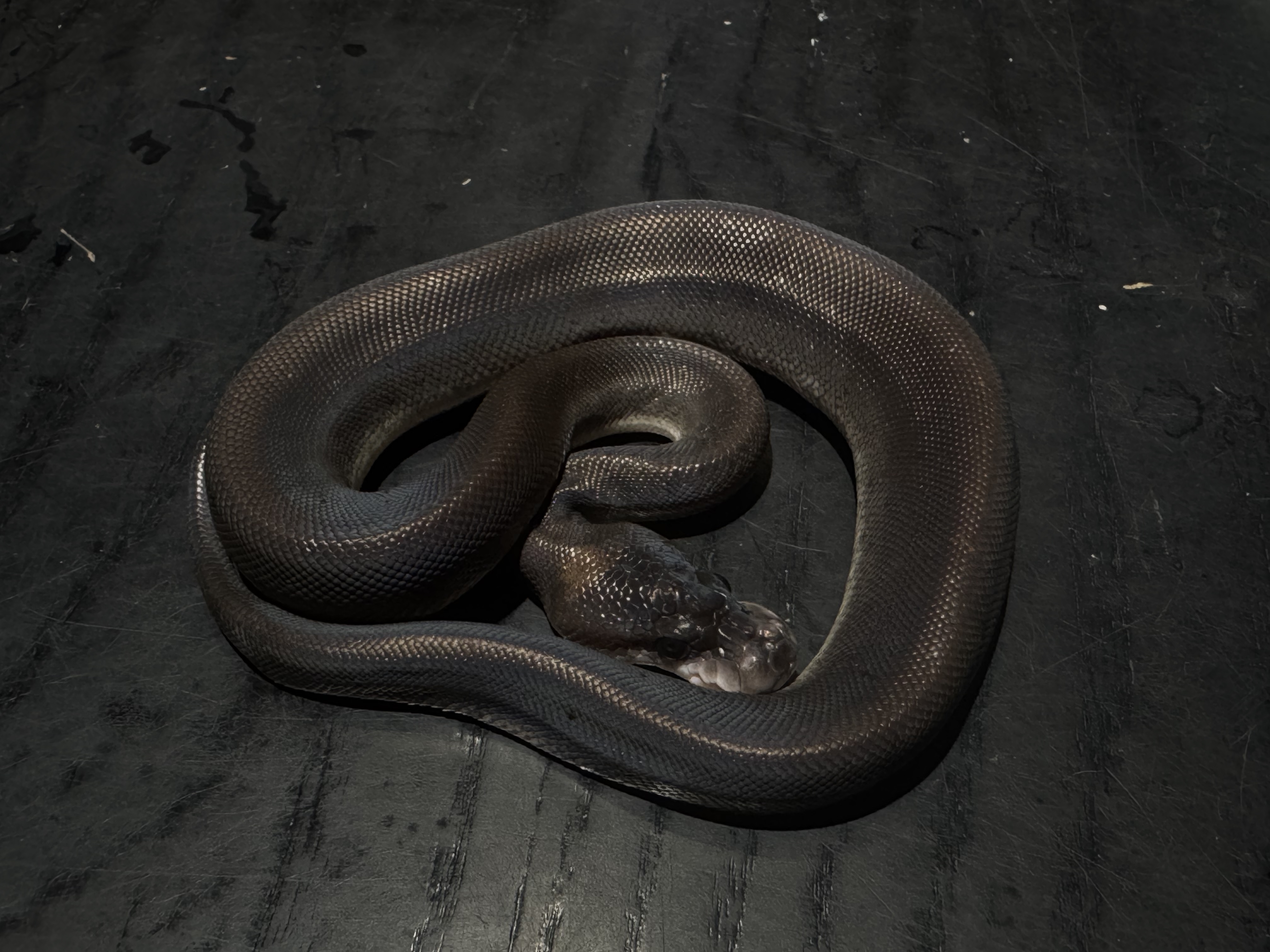 26 Super Cinnamon het Genetic Steipe 1.0