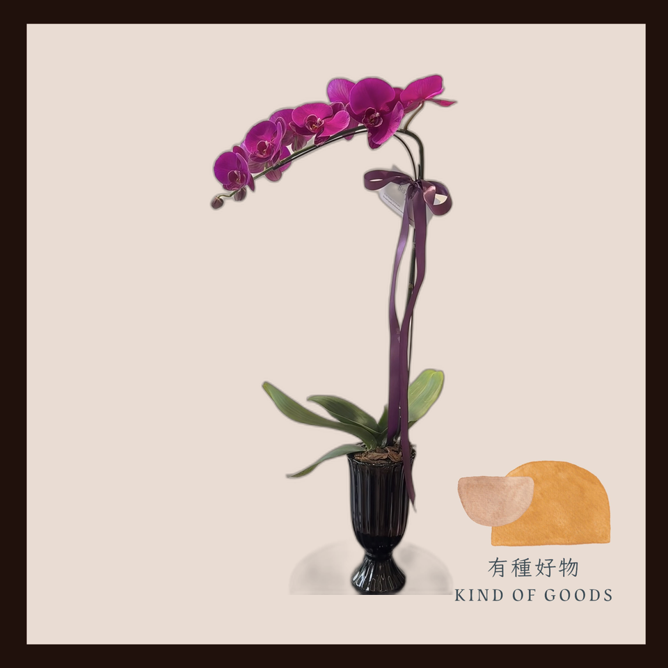 一枝獨秀-大紅大紫蘭花盆栽