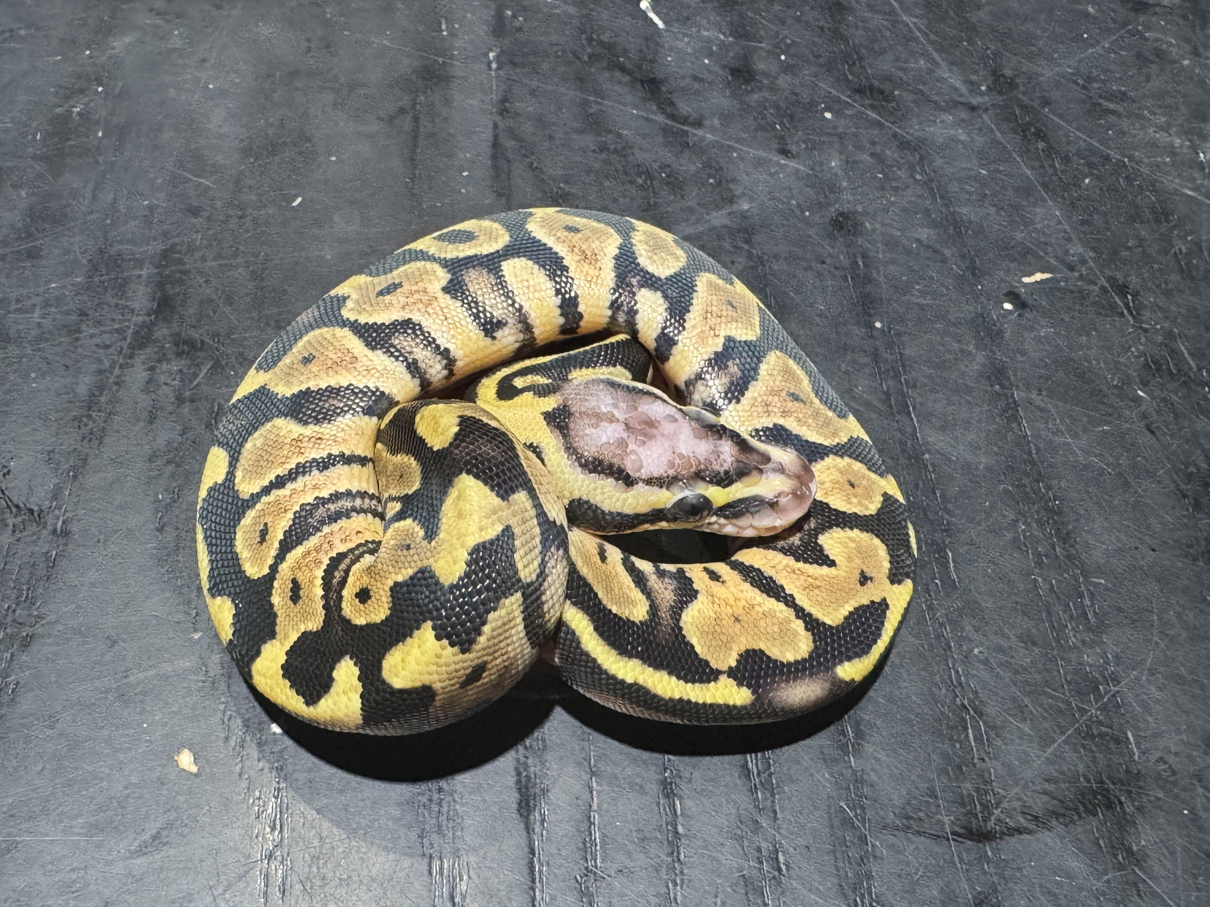 26 Pastel het Ghost Scaleless Head 0.1