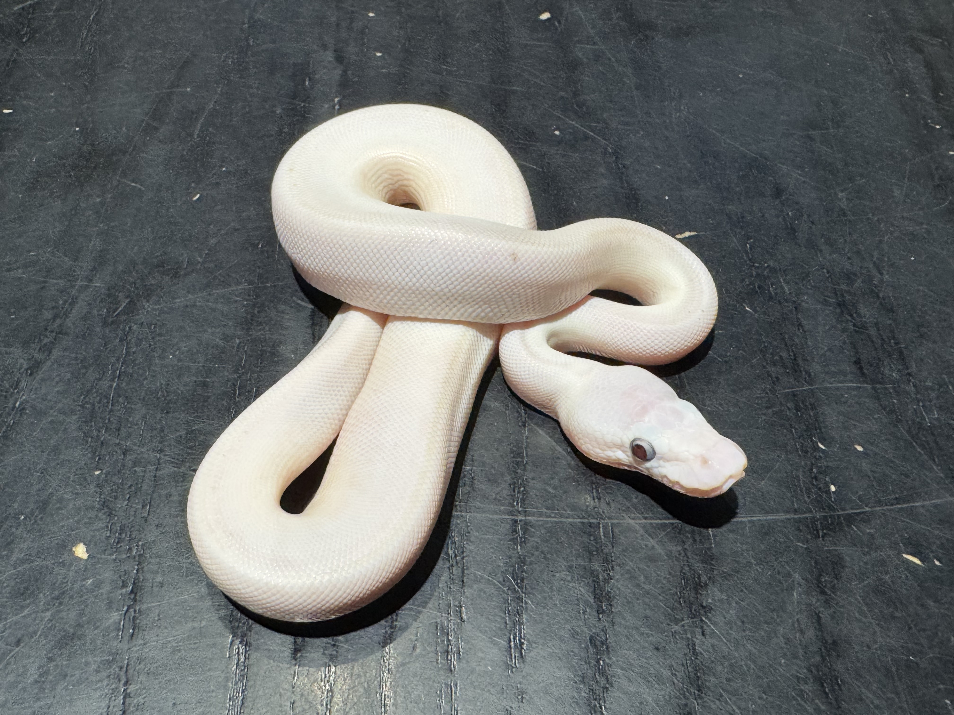 26 Blue Eyed Lucy 1.0