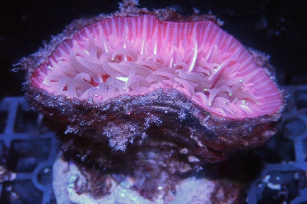 Mouth 1 紅大口仔  （開大約3吋）