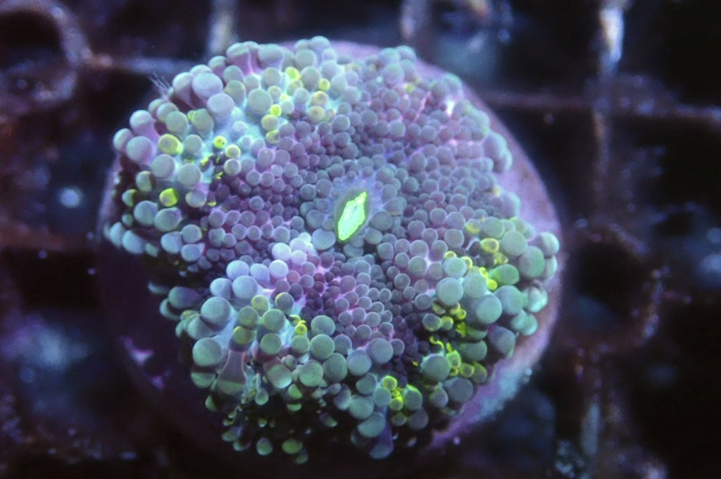 M31 菇（frag座3.5cm)