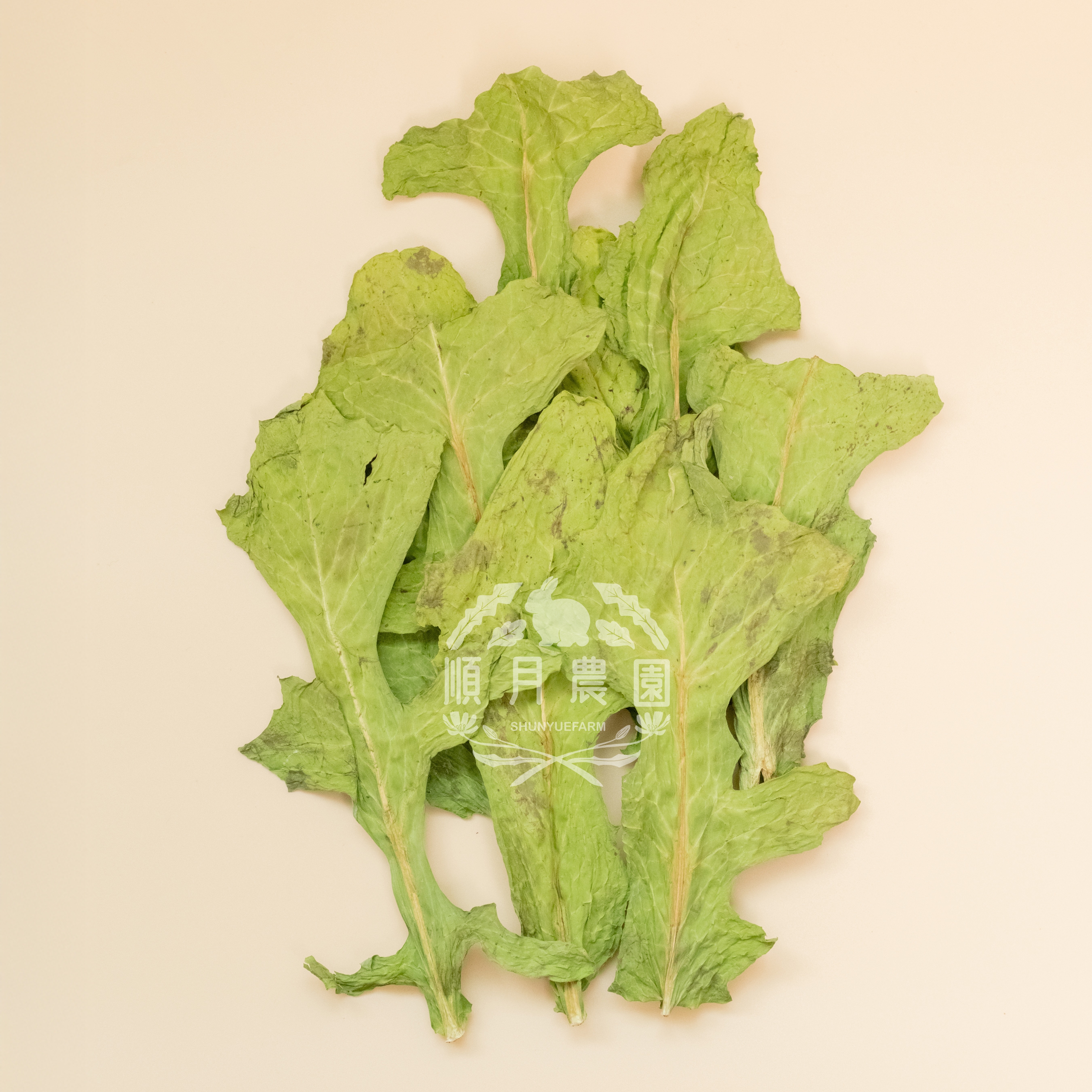 台灣順月農園 山萵苣 / 油麥菜-台灣品種