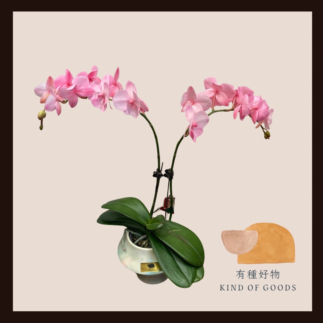 粉紅色蝴蝶蘭