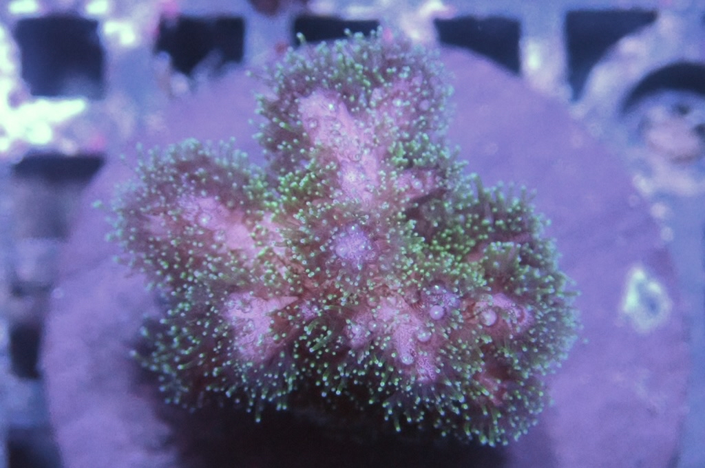 K1 光纖圖釘(frag座3.5cm)