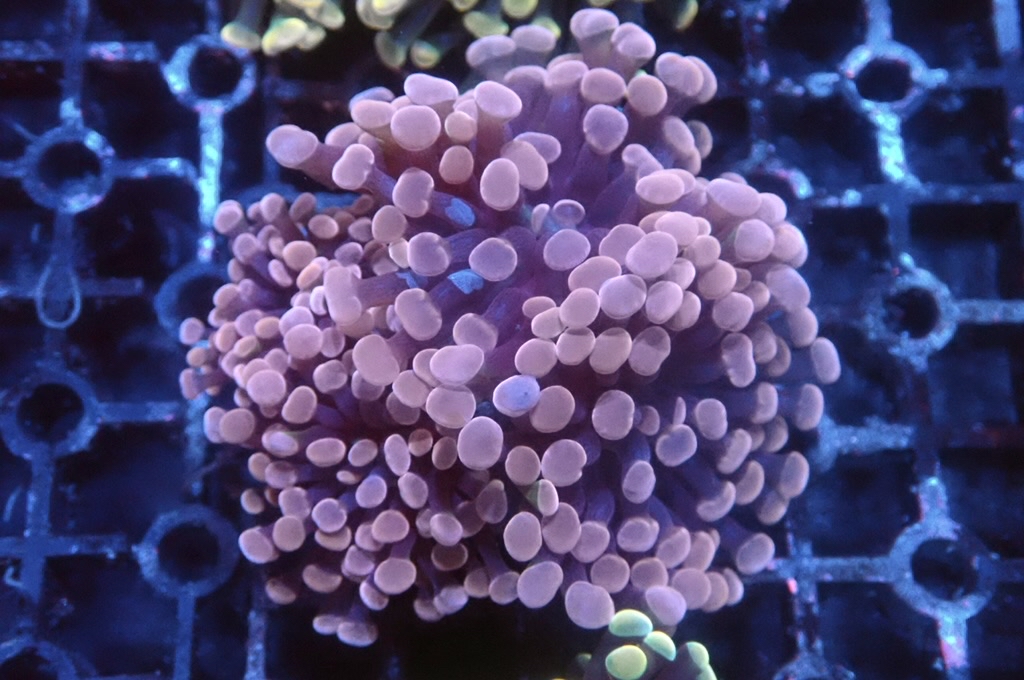 H18 豬腰  （開大約2.5吋）