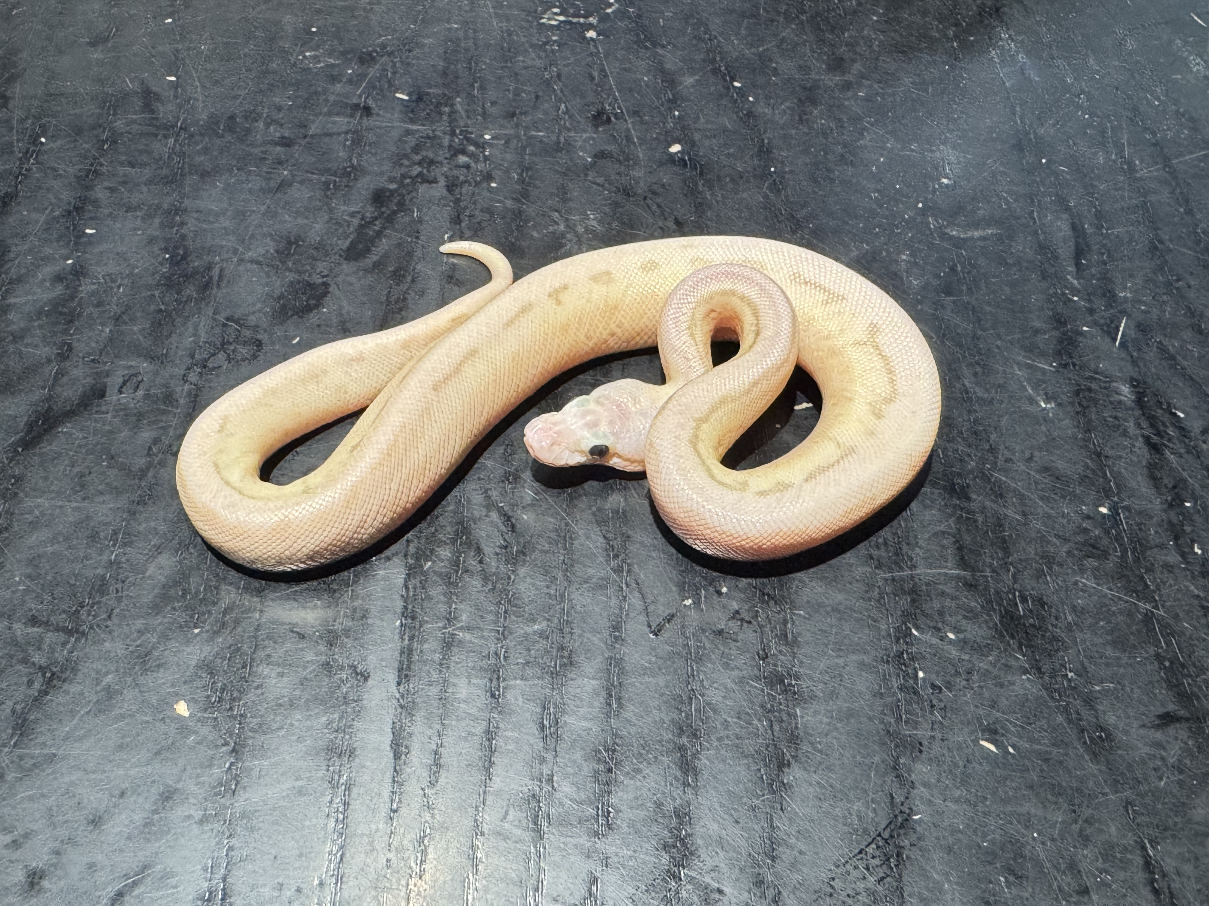 26 Pastel Fire Butter Spider Leopard Pinstripe 0.1