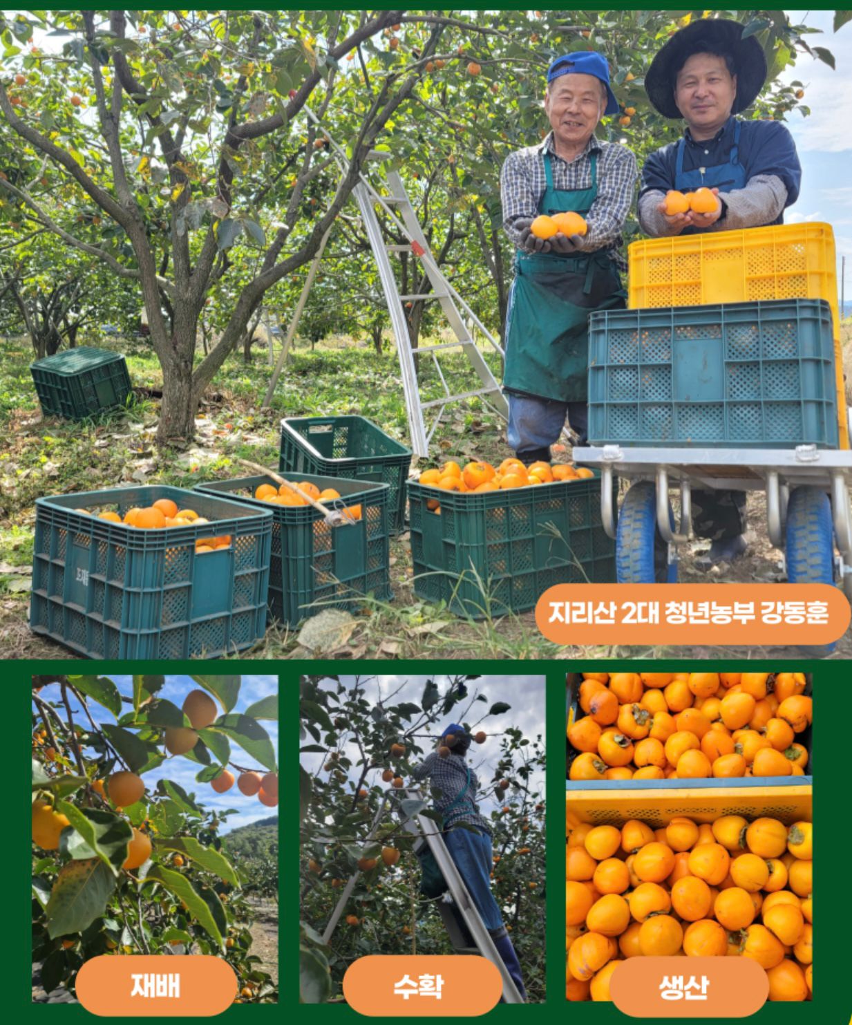 韓國農場直送🇰🇷新鮮香甜軟糯智異山三清柿餅 500g 特級半乾柿餅