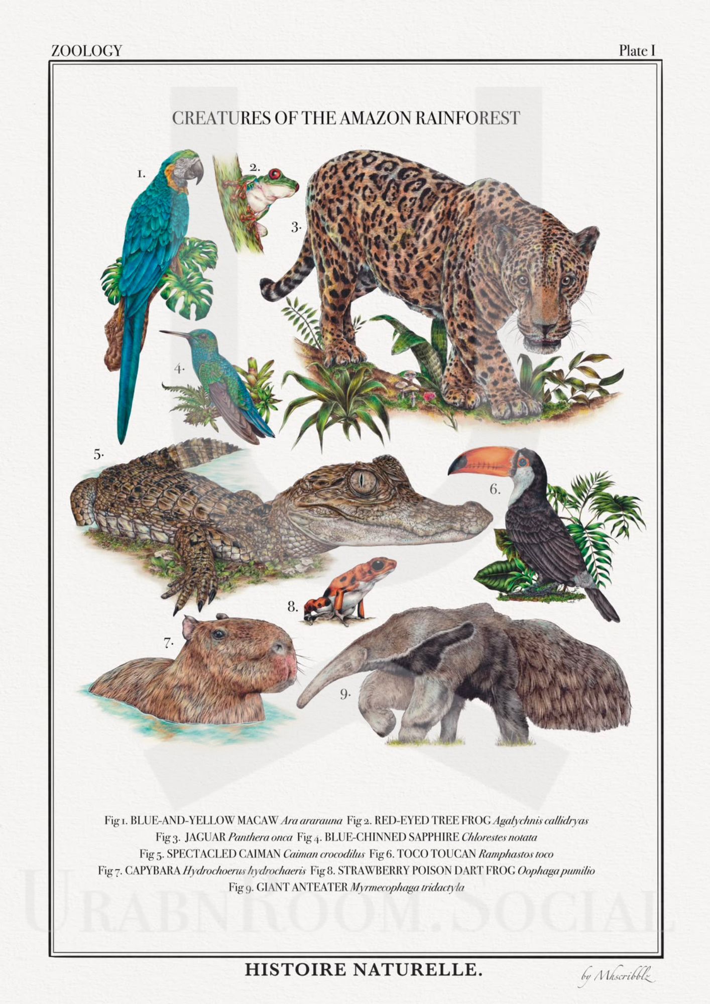 Mhscribblz - A3 ART PRINT Creatures of the Amazon RainForest 