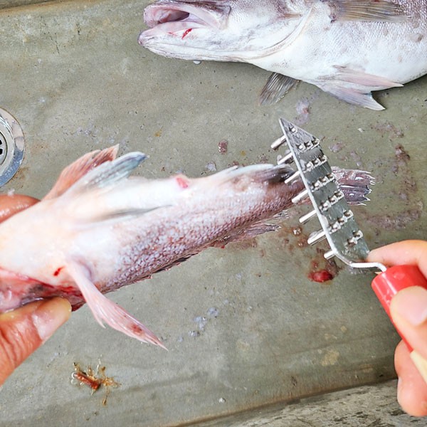 【現貨】🔥🔥【日本製《石本專業》專業級防噴濺刮鱗器】