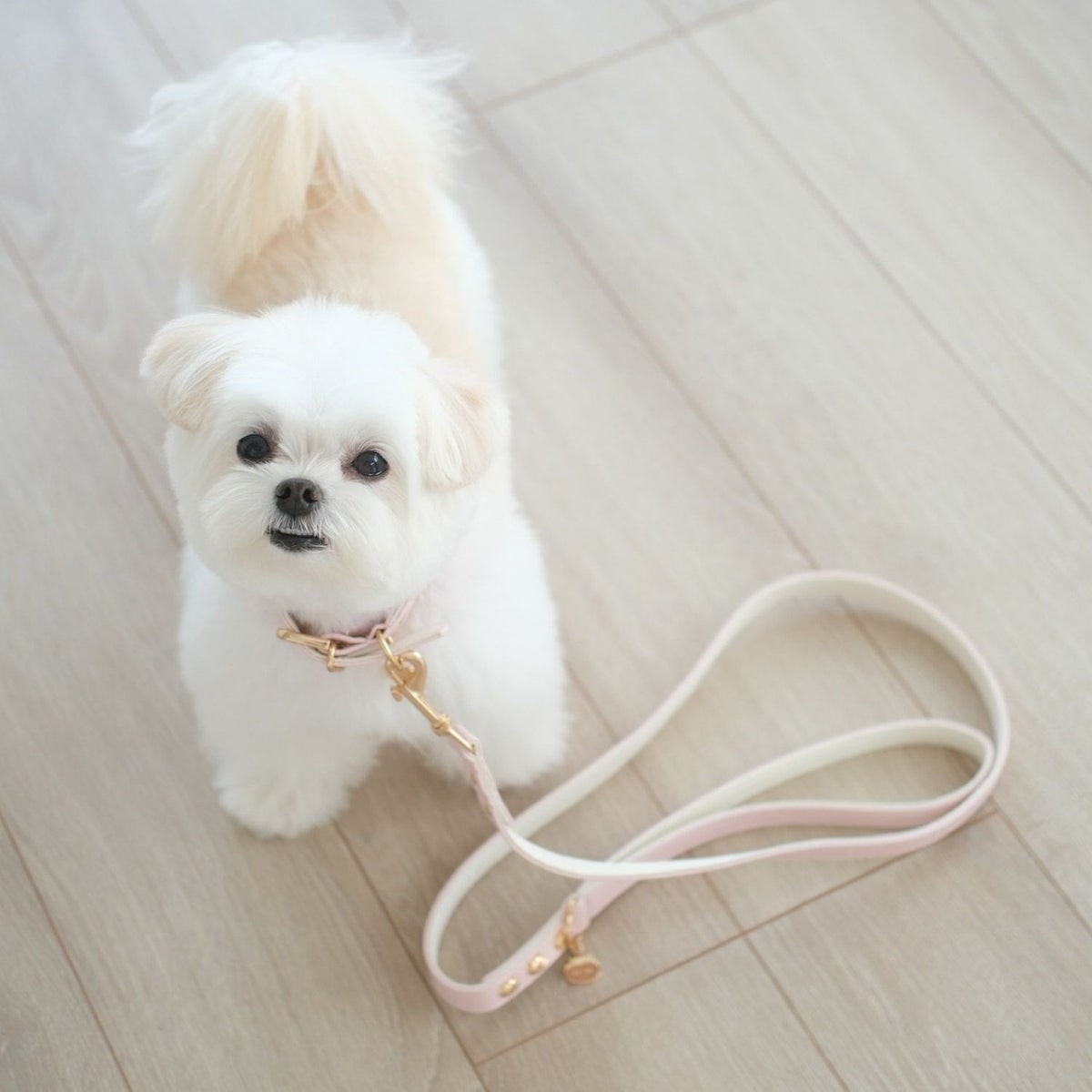 🌸 【預訂】Chiikawa 小型犬用 狗帶(合皮)