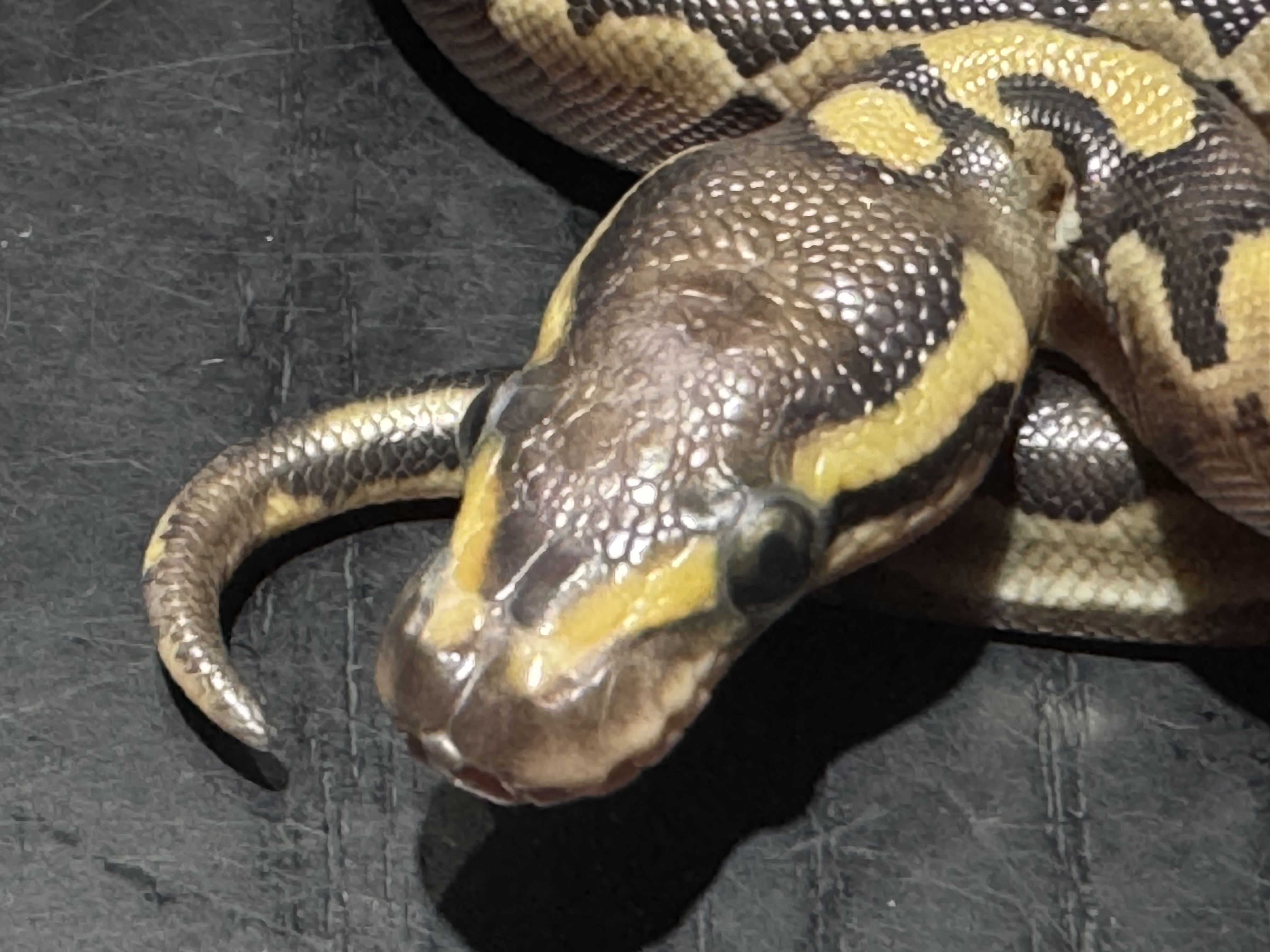 26 Lesser het Ghost Scaleless Head 0.1