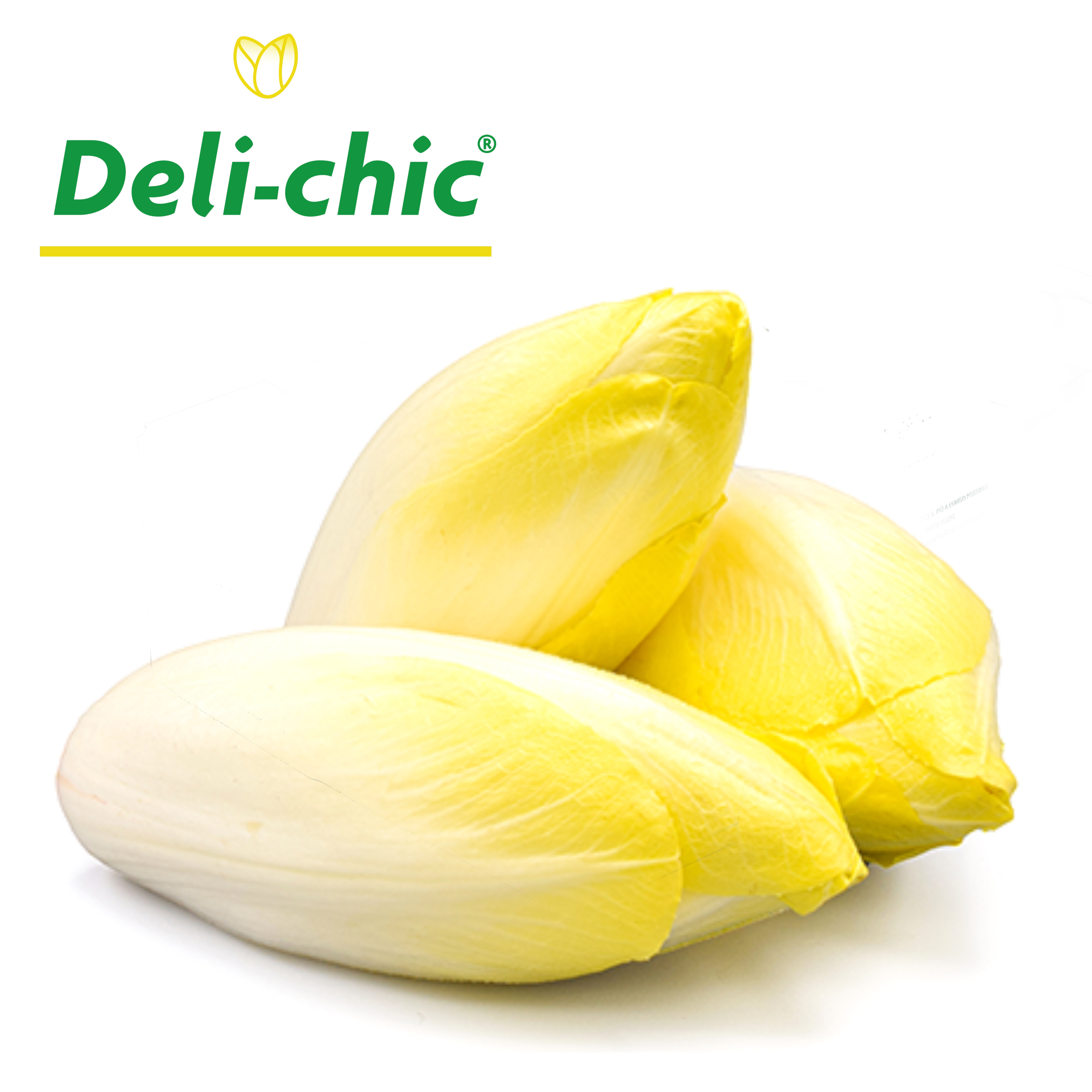 💧荷蘭 苦苣 Netherlands Belgian Endives Chicory  