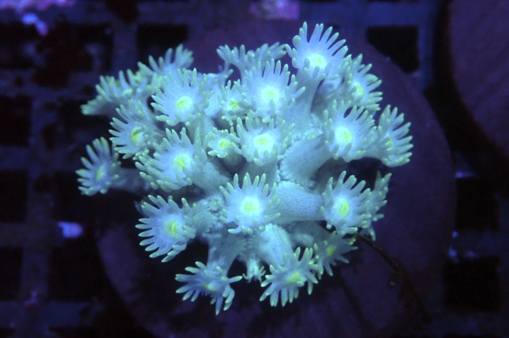 MG1 寶石花仔（Frag座3.5cm)