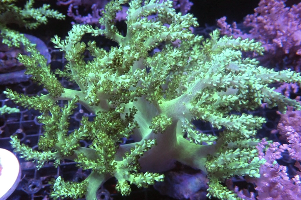 Tree 9 大綠樹（開大約5.5吋）