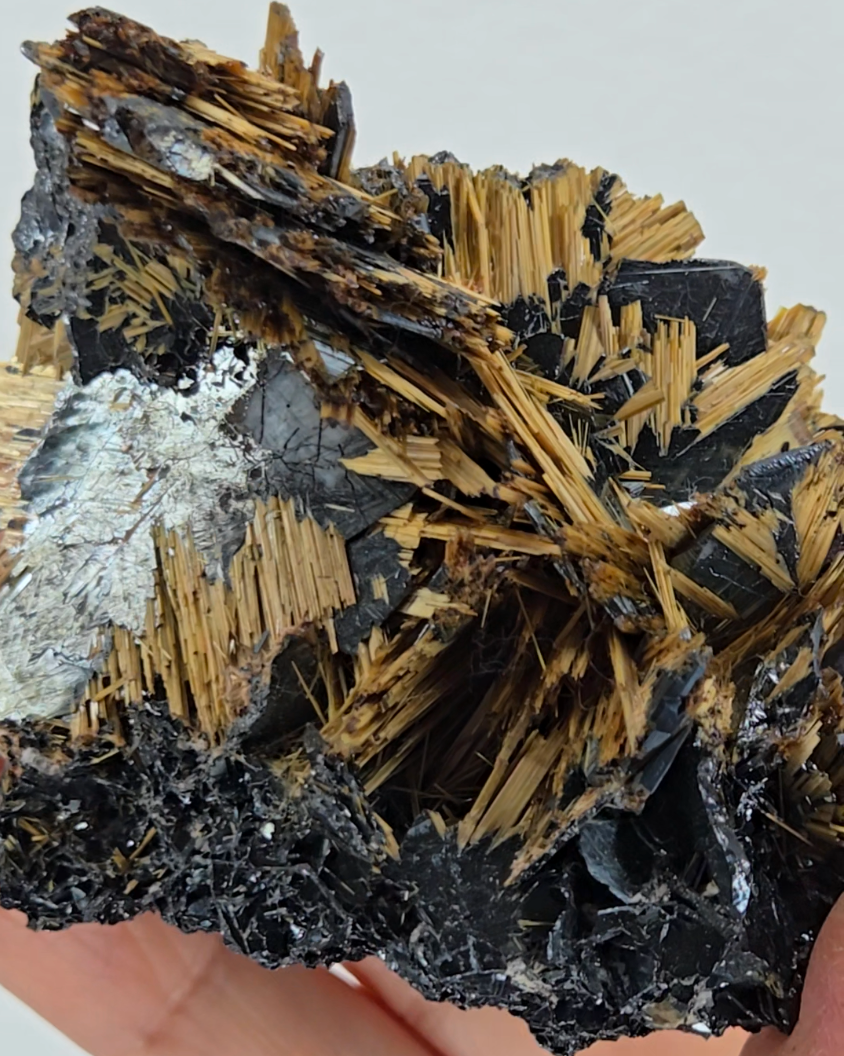 Golden exposed starburst rutiles on black hematite - RT288
