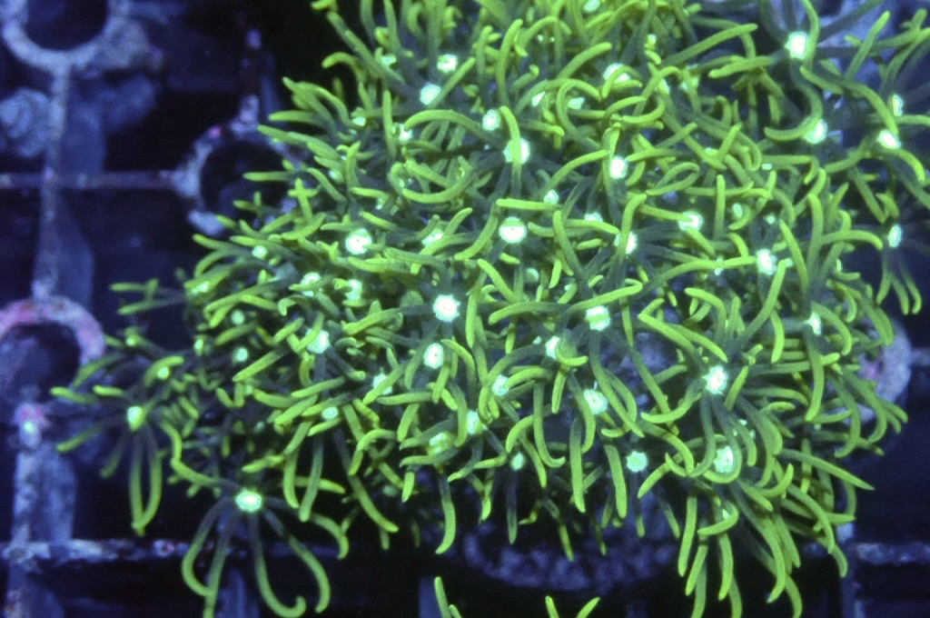 Green 6 綠草皮（開大約1.5吋）