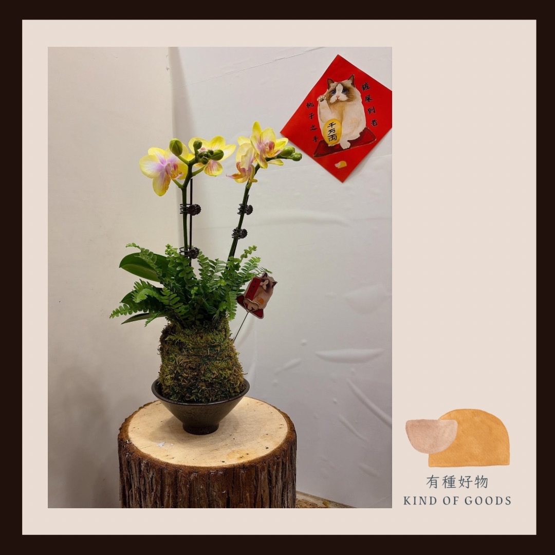 黃色蝴蝶蘭苔球