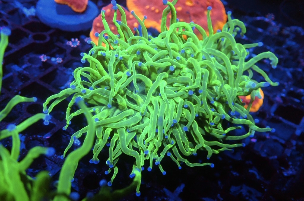 T20 超螢光綠火柴（開大約3.5吋）