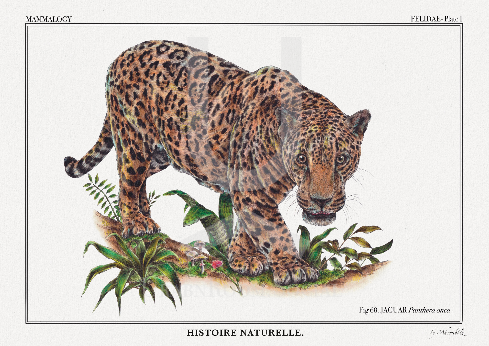 Mhscribblz - ART PRINT Jaguar