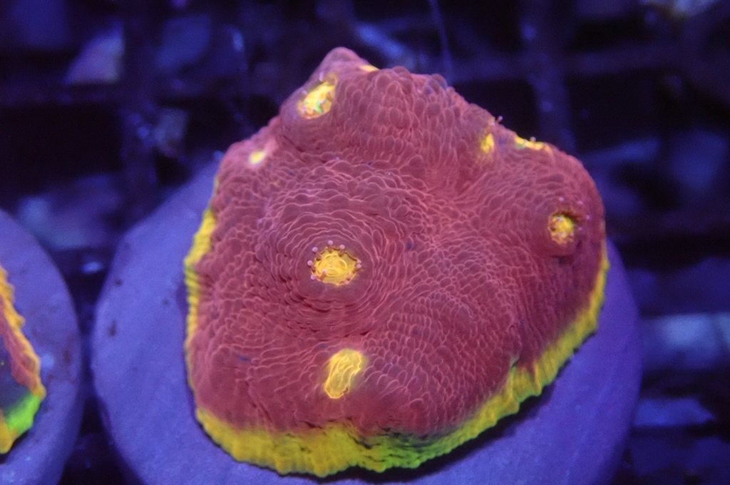 CH6 調色盤（frag座3.5cm)