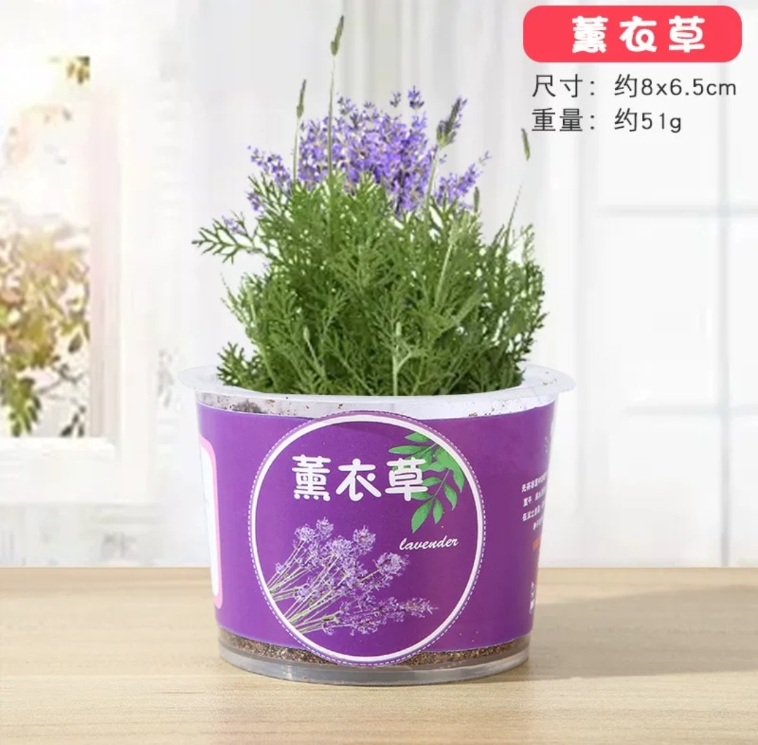 STEM科學實驗材料包- 種植觀察小盆栽 (G742) 🚛 送貨方式請選(4)        