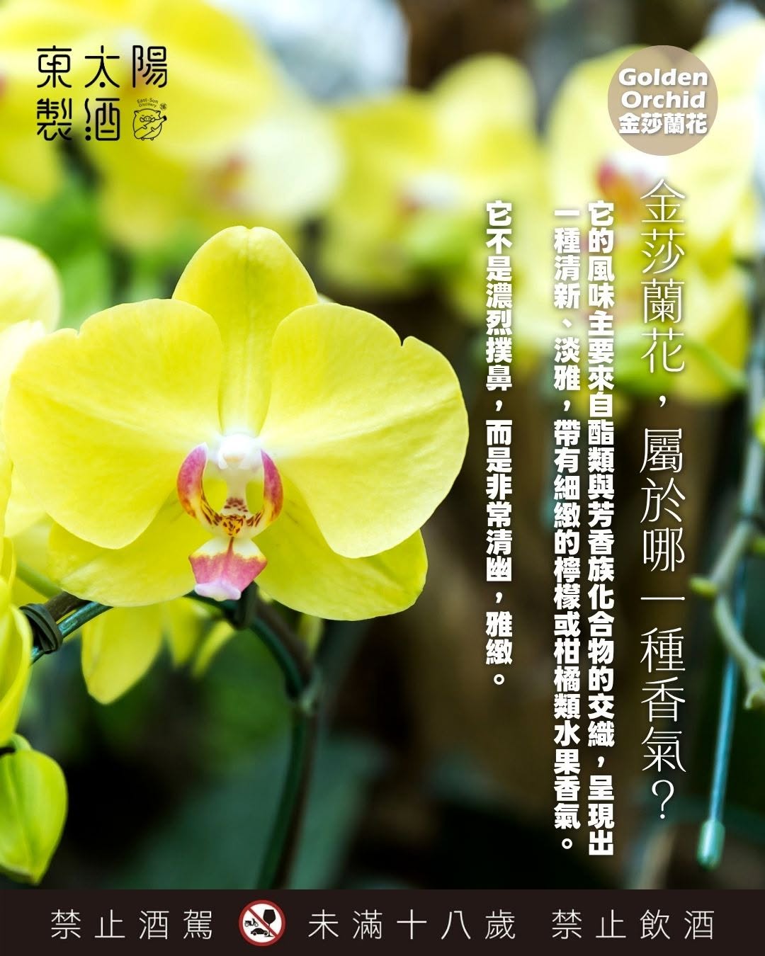 Golden Orchid Melody ⾦莎・蘭韻 Phalaenopsis Orchid & Pear Liqueur (金莎蘭⽔梨利口酒)