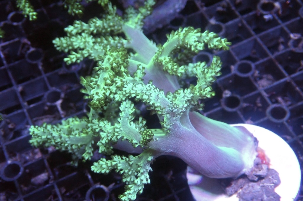 Tree 6 綠樹（開大約5吋高）