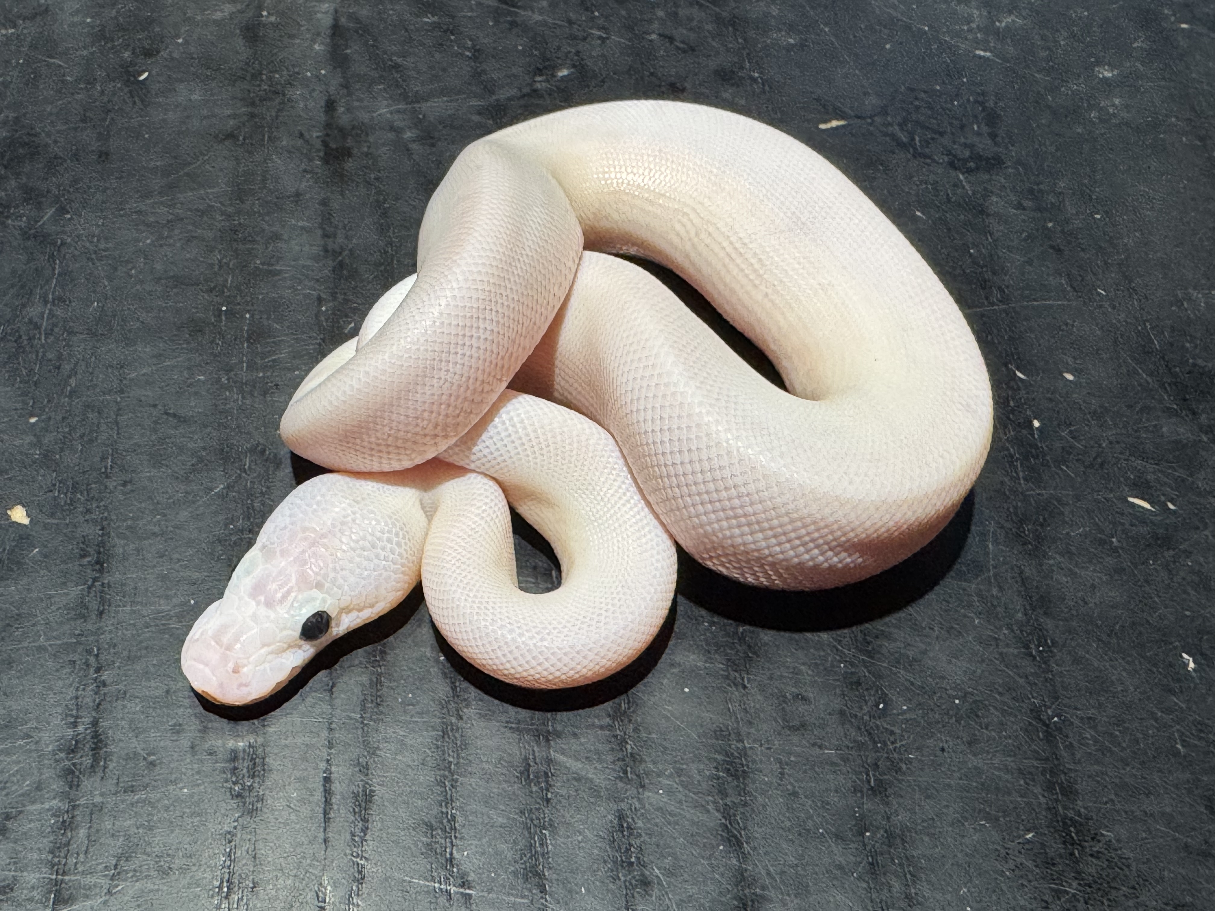 26 Pastel Ivory 1.0