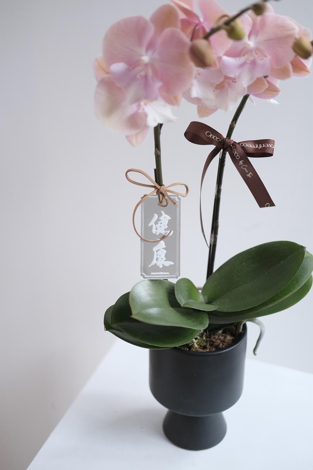蝴蝶蘭 兩菖 黑盤 (第5批 10-13/2取花)