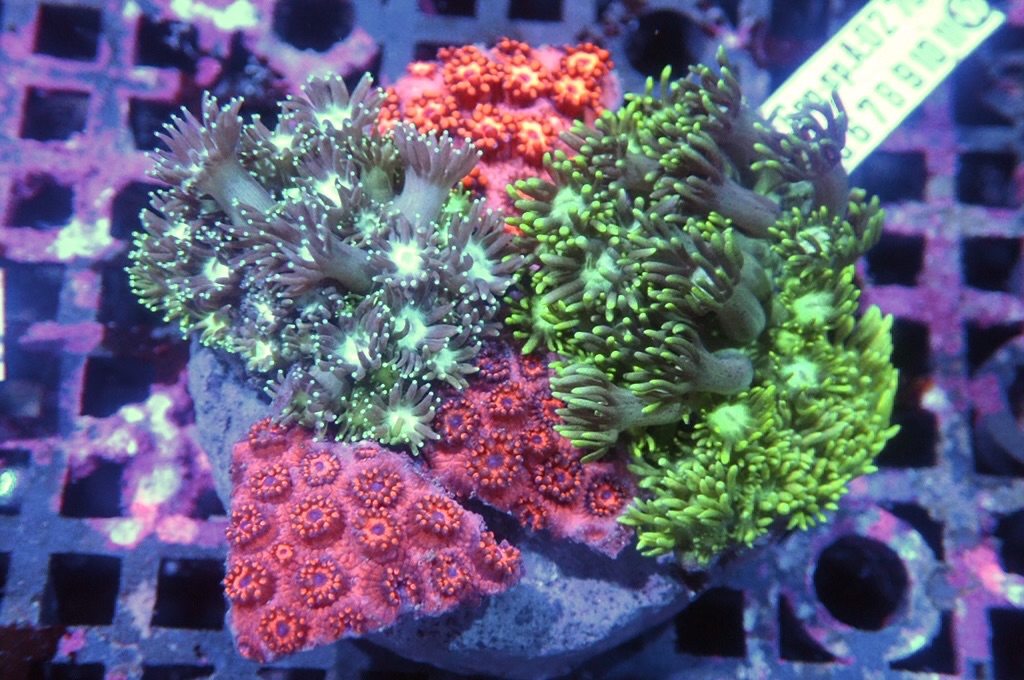 Garden 4 寶石花拼盤（約2.5-3吋）