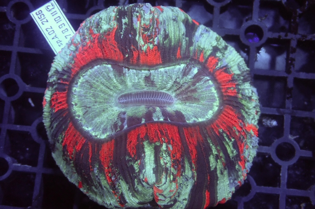 B5 峇里腦（開大約3吋）