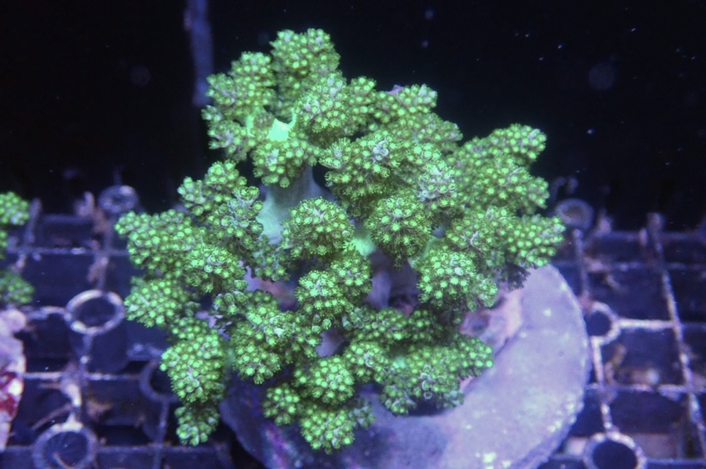 Tree 6 綠樹（開大約3.5吋）