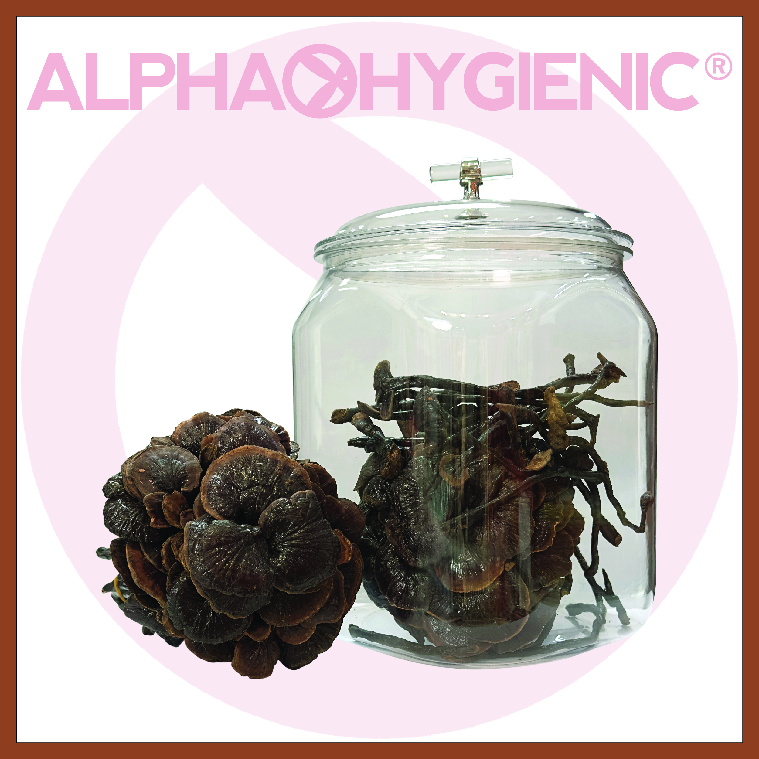 野生竹靈芝(約500g)