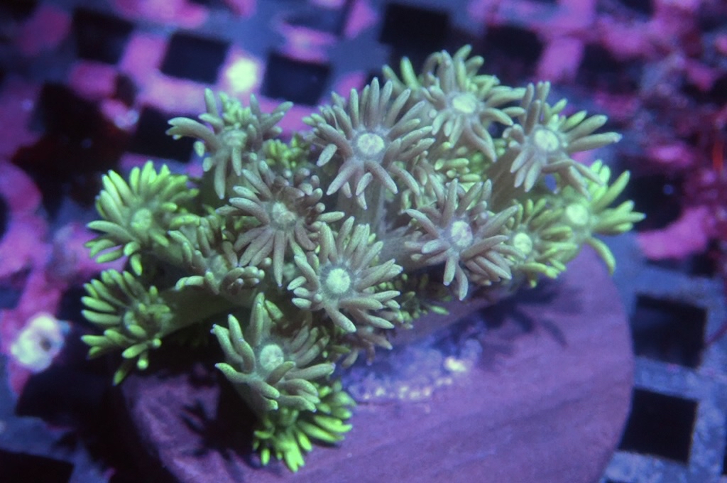 MG5 寶石花仔（frag座3.5cm)