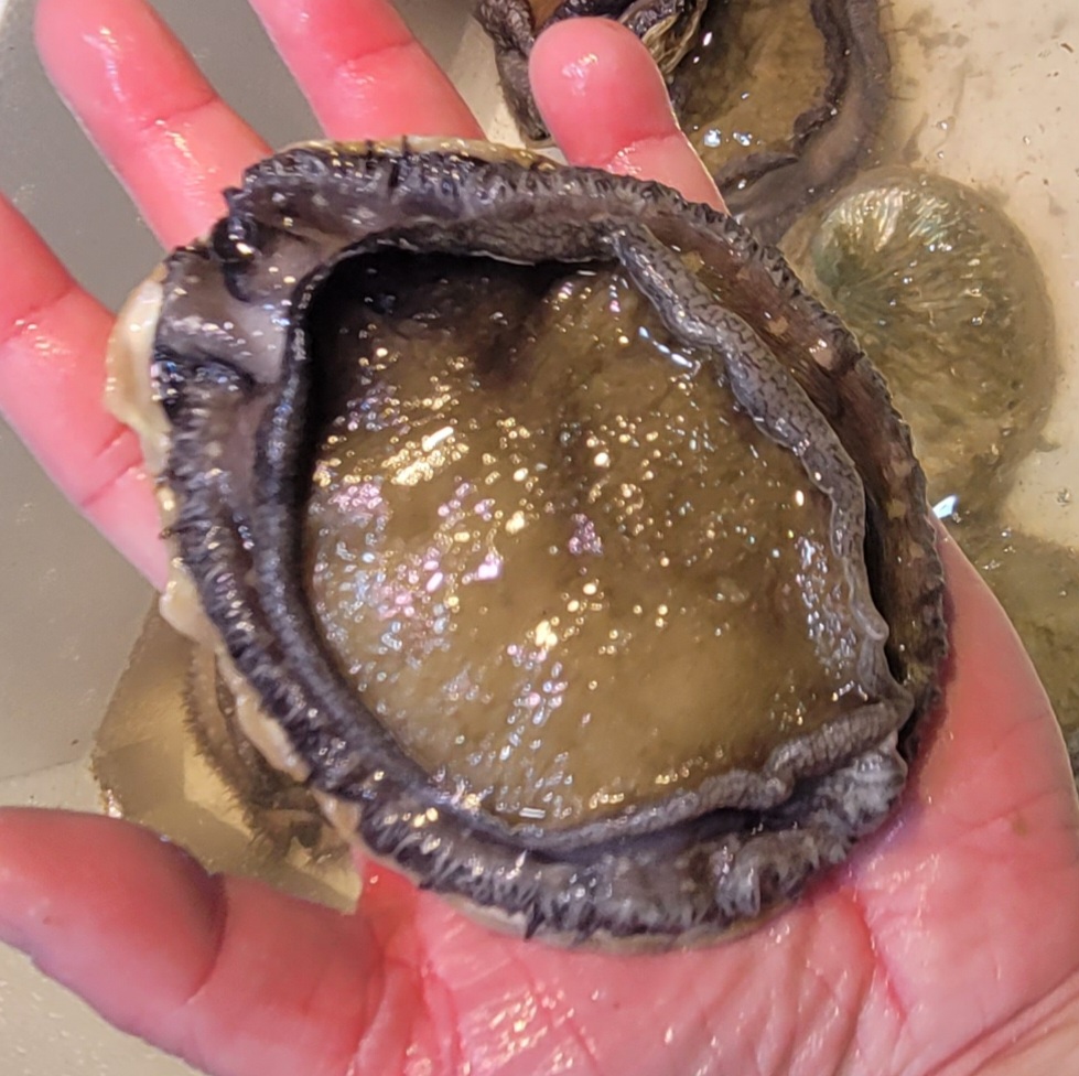活南非鮑魚 2-3頭 $288/斤