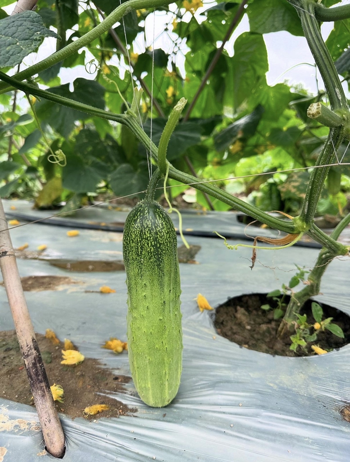 酵素水果青瓜 500g